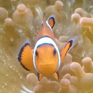 clownfish0117 Profile Picture