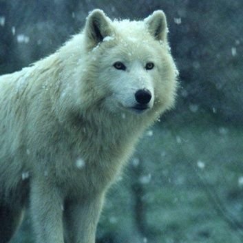 Whitewolfe94's profile picture. 