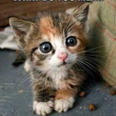 Animals make everyone happy. Just here to brighten your day. Please PM pictures and stories about your own pets, and I will share them.