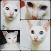 Ali (@alkemaruk) 's Twitter Profile