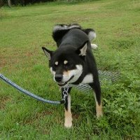 黒柴ワッくん (@aikenwakun) 's Twitter Profile
