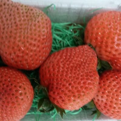 河本ファーム いちご屋 隠れて見えないけど親子二人でハウス周りの除草作業中 河本ファーム 相模原市中央区 いちご狩り いちご屋 ヤギ飼い T Co Rstwetijcp 河本ファーム いちご屋 隠れて見えないけど親子二人でハウス周りの除草作業中 河本ファーム 相模原市中央区 いちご狩り いちご屋 ヤギ飼い T Co Rstwetijcp