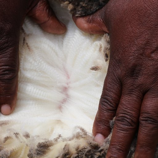 The Wool and Mohair Promotion Project targets smallholder producers of wool and mohair, assists them to improve the quality and quantity of fibre they produce.
