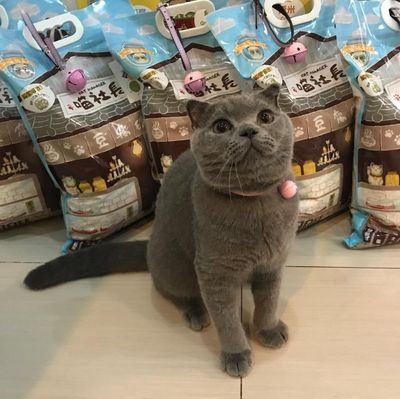 Tofu cat litter production enterprises
Whatapp:+86 181 5601 6175
Wethat:petscat