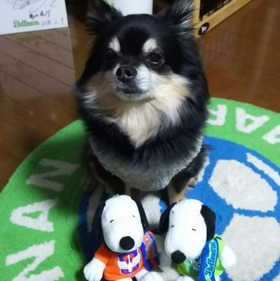 renmama0710's profile picture. 湘南、新潟‼️
征也さんお疲れ様でした🤗
湘南ユニはNo.32晟怜💚💙
今年のアルビユニは…❓️33🧡💙