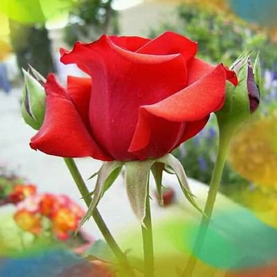 Be_A_HumanFirst's profile picture. Simple Man /Father/ Tamilan /I Love everyone who support Unity,BrotherHood & Humanity / Love India's Secularism & Plurality / Freedom,Justice & Security for all