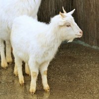 子ヤギ牧場💙💛 (@koyagifarm) 's Twitter Profile Photo