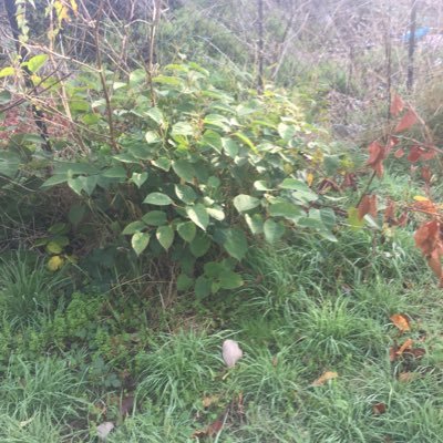 Japanese Knotweed Group are the leading specialists in Japanese Knotweed Removal invasive weed control. We provide a professional service at the right price