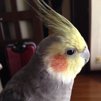 オカメインコの親です(๑•̀θ•́) 石井竜也、植田真梨恵、SCANDAL、LiSA、ももクロ、ずっと真夜中でいいのに、 スピッツ、フレデリック、関ジャニ (🚗ZZW30→GG2→NB8C→GD2→ZC72S→CR6)