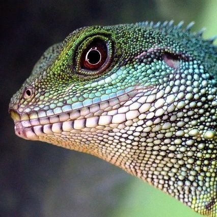 dragon_lady_51's profile picture. Happy retiree, travel enthusiast  and animal lover