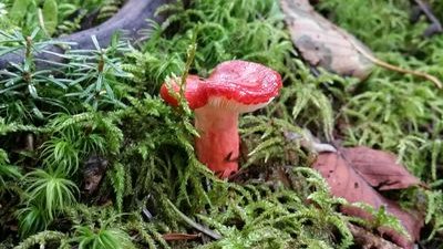 きのこのシロさんのプロフィール画像