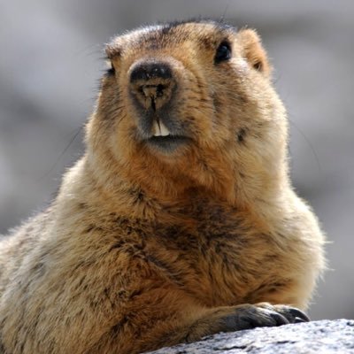 HimalayaNordic's profile picture. NHRN seeks to build collaboration and scholarly exchange among researchers who work in diverse Himalayan regions in a variety of disciplines