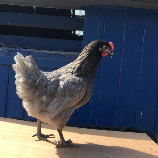 bedale_chickens's profile picture. Chicken suppliers in North Yorkshire