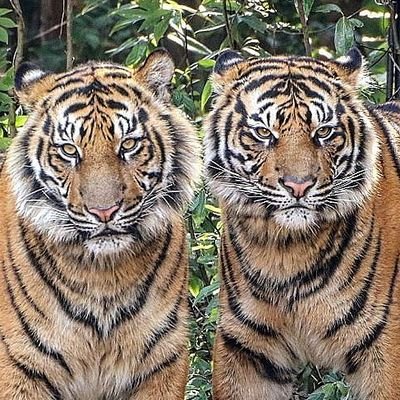 元スイマー🏊&元ライフセーバー🏊🌊🏃の動物🐯大好きランナーです…😄
週末の動物園訪問とランニングトレーニングの両立に悪戦苦闘中…😝
ズーラシア、多摩動物公園を中心に、上野、市川、さいたまこども、その他遠征訪問しております…😌
動物以外にも、グルメ、マラソン等、呟きます…m(__)m