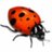 Ladybug014