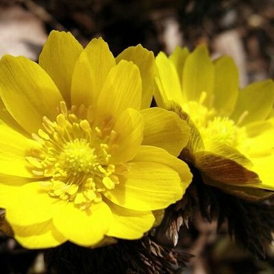 人生SMAPと中居君から元気と勇気もらってます😄夢モリは3人子育て中の癒し。sampleツアーから参戦。思慮深く誠実でファン想いの中居君を尊敬してて、6スマ全員 応援してます⭐✨おばあちゃんに近いアナログおばちゃんです🤣失礼あったらごめんなさい🙏SMAP〜1日も早く戻ってきてね☆
早くわちゃスマ見たいよ〜💓
