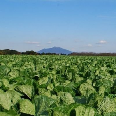 茨城県八千代町の公式X(旧ツイッター)です。イベント情報や町政情報、防災や緊急情報などを発信します。