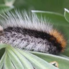 CryptoCaterpilr's profile picture. My name is Carlos the Caterpillar 🐛. Slowly stacking #LTC so I can one day evolve into a butterfly 🦋