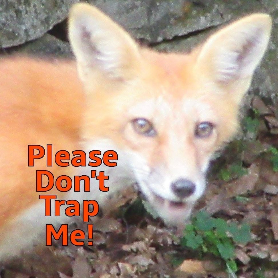 We are here to educate about recreational trapping in NH and expose the cruelty inflicted on NH's wildlife via trapping and other legal cruelty. #BanTrapping