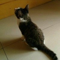 overcat (@overcat_me) 's Twitter Profile