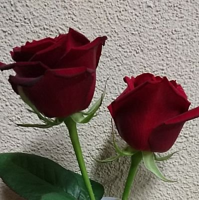 mamiina12121's profile picture. 宝塚大好きです(*^^*)