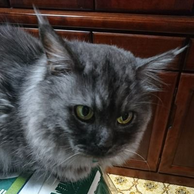 Am1tIFdj9quaPNn's profile picture. 見て回る程度しか使わないにわかレベルのヲタ