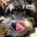 野良犬 (@povertyjavelin) Twitter profile photo 野良犬 (@povertyjavelin) Twitter profile photo