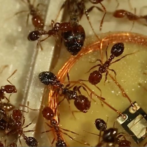 We study the genomics bases of social evolution in ants, develop new approaches for https://t.co/ZtD3rK550v , and run https://t.co/D8hVSKmxB3