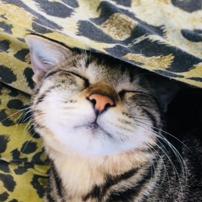 tamamo_nyannyan's profile picture. 沖縄から森暮らしに憧れて移住
4ヶ月で夢やぶれ海辺の近くに越して来ました。
猫達と静岡暮らしを満喫していきたいです。