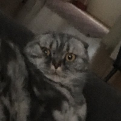 oldbulletazr's profile picture. currently hunting