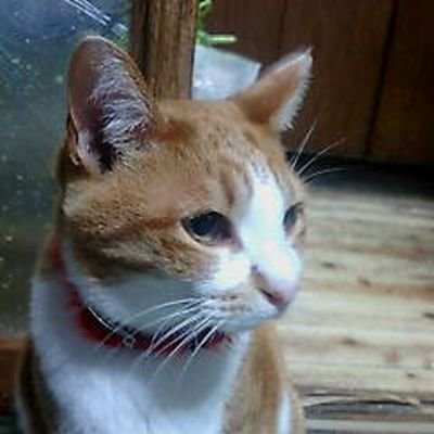 koukakului's profile picture. 謎の現場監督です。