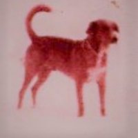 Rich Levy (@rmplabradog) 's Twitter Profile