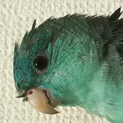 なな 🐞〈翡翠堂〉さんのプロフィール画像