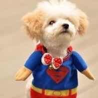 sunjinshuai's profile picture. iOS Developer