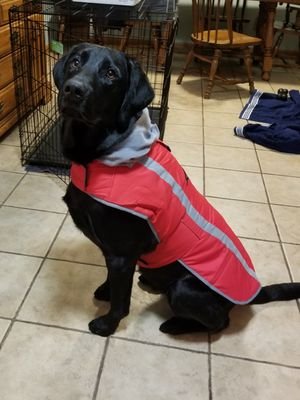 MsWolf126's profile picture. 