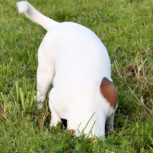 trailandstreet's profile picture. wird immer besser.