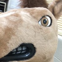 Carlos the Colt (@carlosthecolt) 's Twitter Profile