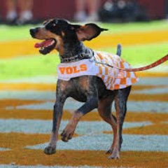 sa_businessconf's profile picture. Follow the Checkered Brick Road to Knoxville for the 2019 SAACURH Regional Business Conference!  We are so excited to have you! #RockyTop