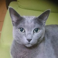 あひるのがあこ (@nomajinswmf) 's Twitter Profile