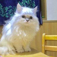 龍ちゃん GoZ7wBJXMAA4vhB.jpg