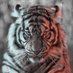 Manuel (@manuel77165802) Twitter profile photo Manuel (@manuel77165802) Twitter profile photo