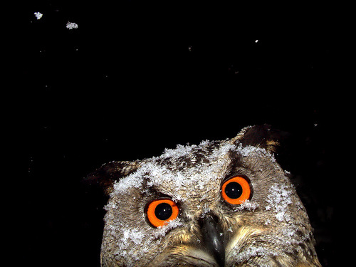 SaferschoolsCan's profile picture. Our focus is on the prevention of bullying and victimization in schools and those other places where young people gather.