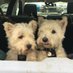 Just Claire (was Molly & Ella the Westies 🌈🌈) (@molly_ella_pups) Twitter profile photo