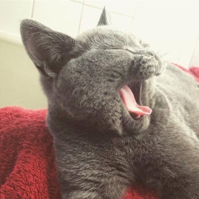 Special Agent Lundy 🐾 British Blue Boy 3 years old 🐾 neighbourhood hard man