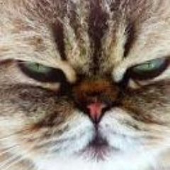 Pro: science, facts, information, education, reading, democracy, voting rights, environment, women, animals. Move it on over to Bluesky @cranky14