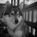 Lee (@leesourcelin) Twitter profile photo Lee (@leesourcelin) Twitter profile photo