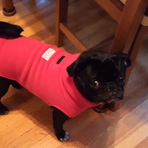 Bizzy Izzy the Pug

Birthday: Sept. 15, 2015

Adopted at 9 months old & lives a very spoiled life in Boston with her furever family!! 

#AdoptDontShop