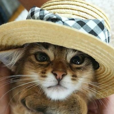 元お水です⊂(^(工)^)⊃猫が好き♪