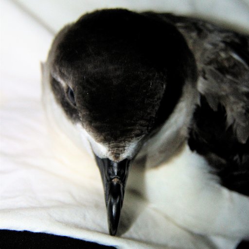 Cape Verde Seabird Project