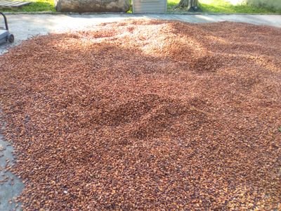 yolicacao's profile picture. Soy emprendedora y crítica.